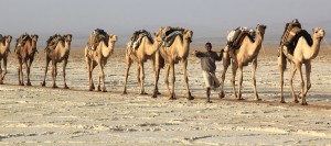 Camel2