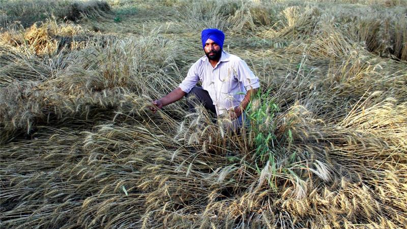 A farmer in Patiala, India shows damage to wheat caused by unseasonably heavy rains this past April. Climate change dangers may help bring together India and Pakistan like nothing else can. Photo: Getty Images via aljazeera.com
