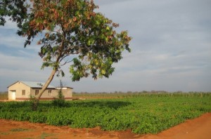 Tanzania1 083