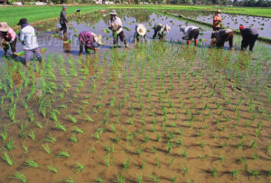 rice field