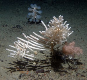 An Arctic sponge.