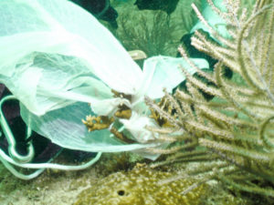miami.bag.coral