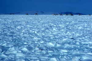 Alaskan tundra in winter. U.S. Fish & Wildlife Service.