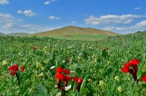 World Forgot Plight of West Azerbaijanis