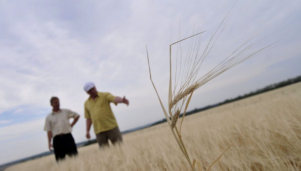 Extreme summer heat wilts crops in Russia