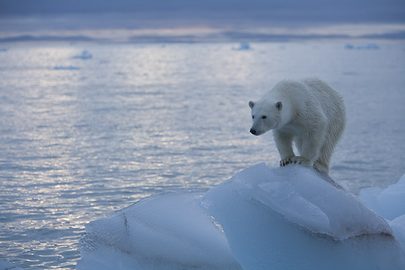 Arctic Conference on Polar Bears