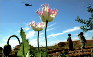 Poppies for the Poor