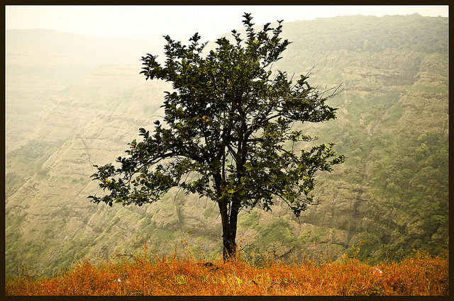 "One Tree" courtesy Khalul Ghosh/flickr (CC BY-NC-ND)