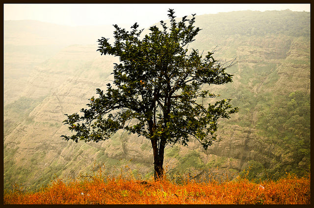 "One Tree" courtesy Khalul Ghosh/flickr (CC BY-NC-ND)