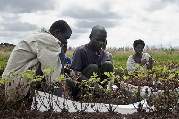 Sub-Saharan Africa has some of the highest remittance costs in the world, according to the World Bank, which reports that it costs migrant workers in South Africa $48.17, on average, to remit $200 to relatives in Malawi, where these agricultural workers are shown harvesting groundnuts. IFAD and other organizations are sponsoring the African Postal Financial Services Initiative to reduce the cost of getting remittances to people in rural regions of southern Africa. Photo by Swathi Sridharan via Wikimedia Commons.