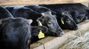Beef From Four Prefectures Banned