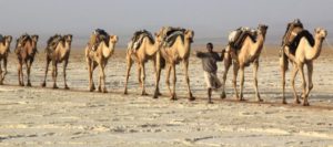 The Corroding “Lead Camel” Effect