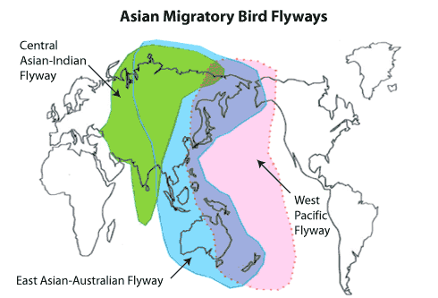 Central Asian Flyway in blue, connecting the Arctic, Antarctic - and Singapore.