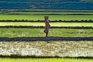 Uniting Food Security and Economic Growth in Africa