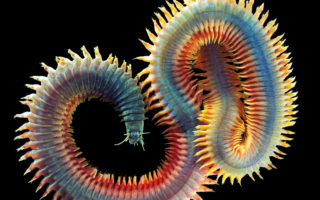 Extraordinary Photos of Arctic Underwater Life