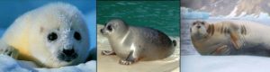 EU bans seal imports; Canada, Norway, and Inuit opposed