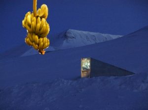 Frozen Bananas