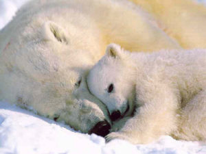 Two Canadian and American Authors Express Concern Over Their Countries’ Lack of Arctic Development