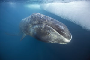 The Alaskan Bowhead Whale Hunt