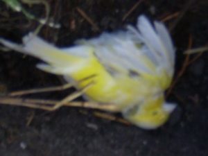Russia: The West's Mine Canary?