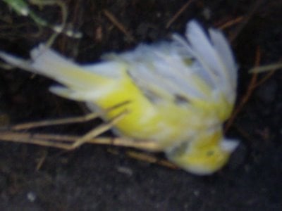 canarydead.jpg