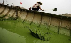 Green Dragon
