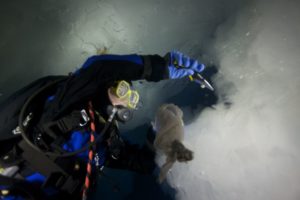 American scientists study polar bears aboard US Coast Guard icebreaker