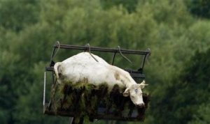 Argentina’s “Dead Cow” Bounce