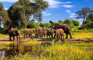 Trend of Trophy Hunting Ban is Promising for African Wildlife