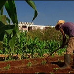 The feasibility and/or necessity of urban farming