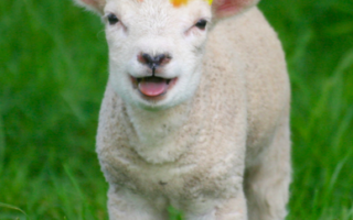 The Firesheep Are Coming! Quick, to the SSL Tunnels!
