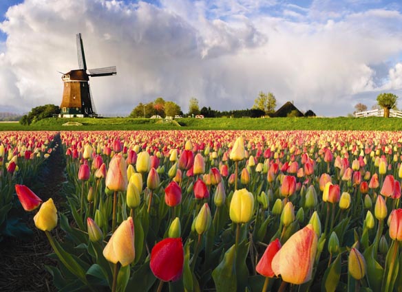 Holland's Tulip Bubble of the 1630s: when derivatives wreaked havoc!  Source:  heatusa.com