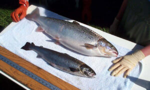 FDA: GM salmon may be approved soon