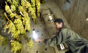 Fair-trade project helps Afghan farmers