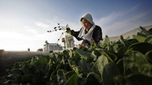 Radiation Found in Japanese Food