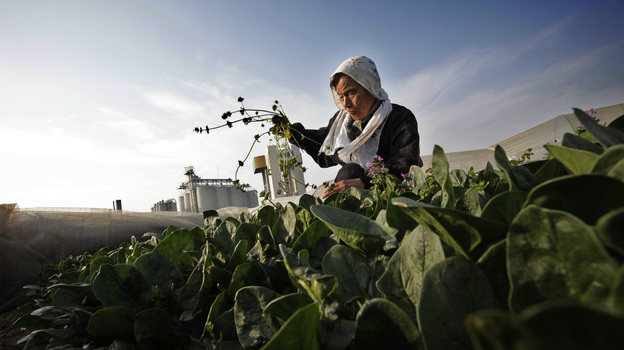 Radiation Found in Japanese Food