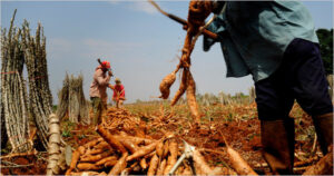 Cassava, the latest biofuel?