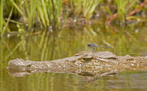 The Okavango Delta