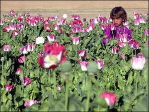 Drug Trade Fuels Forced Marriages in Afghanistan