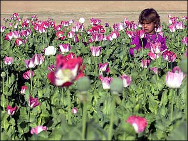 Drug Trade Fuels Forced Marriages in Afghanistan