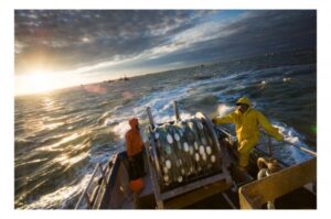 Salmon Versus Gold in Alaska