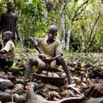 Battling Child Labor in Cocoa and Cotton Fields