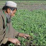 Afghanistan's Opium, part 2: Aspirational incentives