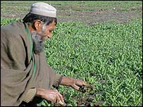 Afghanistan's Opium, part 2: Aspirational incentives