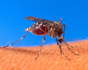 The Week in Global Health: Rating Successes Against Malaria; the Global Fund’s Jaramillo