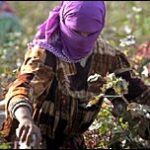 Tajikistan: seeking cotton investment