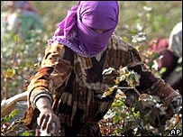 Tajikistan: seeking cotton investment