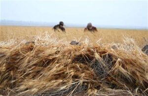 Sanctions Block Syria’s Vital Grain Trade