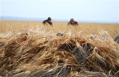 Sanctions Block Syria's Vital Grain Trade