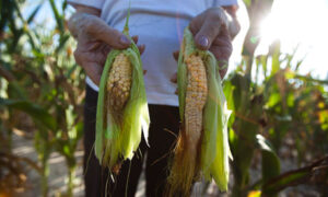 Drought in U.S. today, trouble for world tomorrow